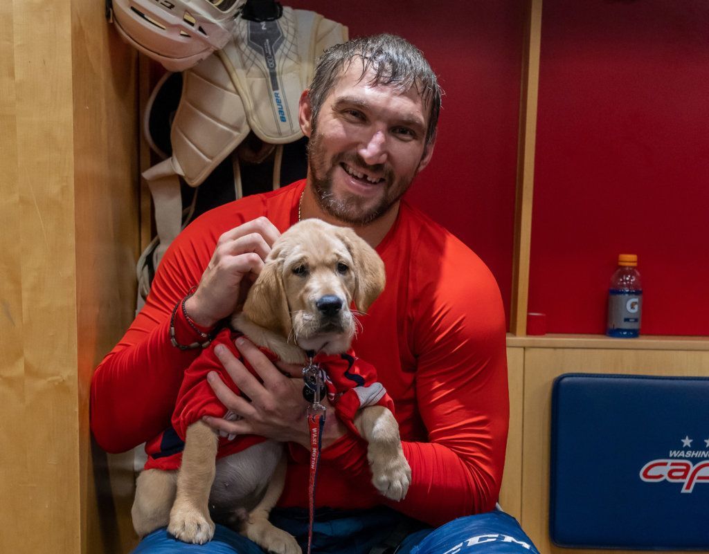 The Washington Capitals will help train Captain, a 10-week-old Labrador, as part of a partnership with an organization that provides service dogs to veterans or first responders with disabilities.