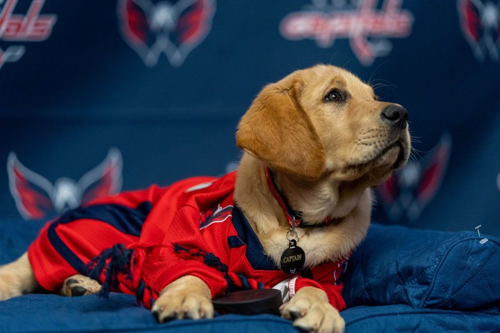 The Washington Capitals will help train Captain, a 10-week-old Labrador, as part of a partnership with an organization that provides service dogs to veterans or first responders with disabilities.