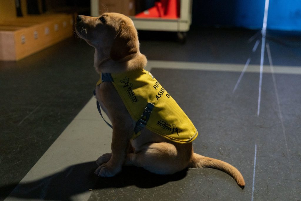 The Washington Capitals will help train Captain, a 10-week-old Labrador, as part of a partnership with an organization that provides service dogs to veterans or first responders with disabilities.