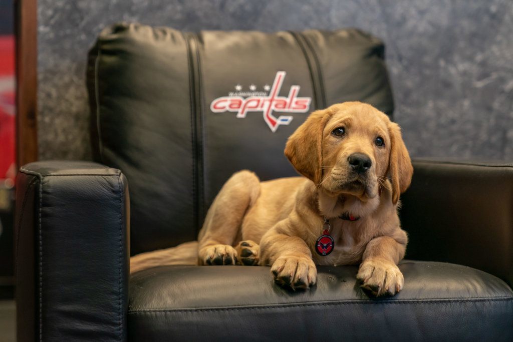 The Washington Capitals will help train Captain, a 10-week-old Labrador, as part of a partnership with an organization that provides service dogs to veterans or first responders with disabilities.