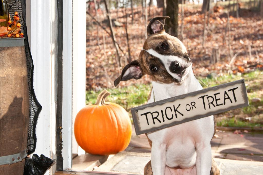 Trick or Treat