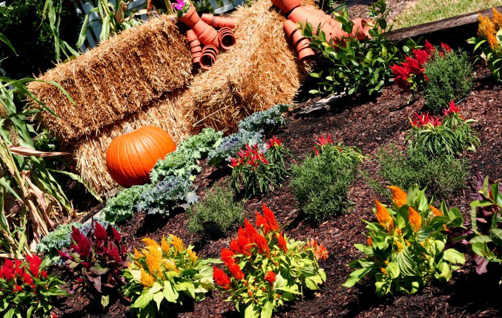 Thanksgiving garden