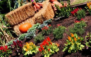 Garden Plot: How much watering does your lawn need in the fall?