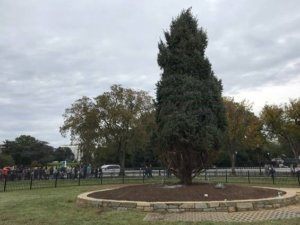 NATIONAL CHRISTMAS TREE