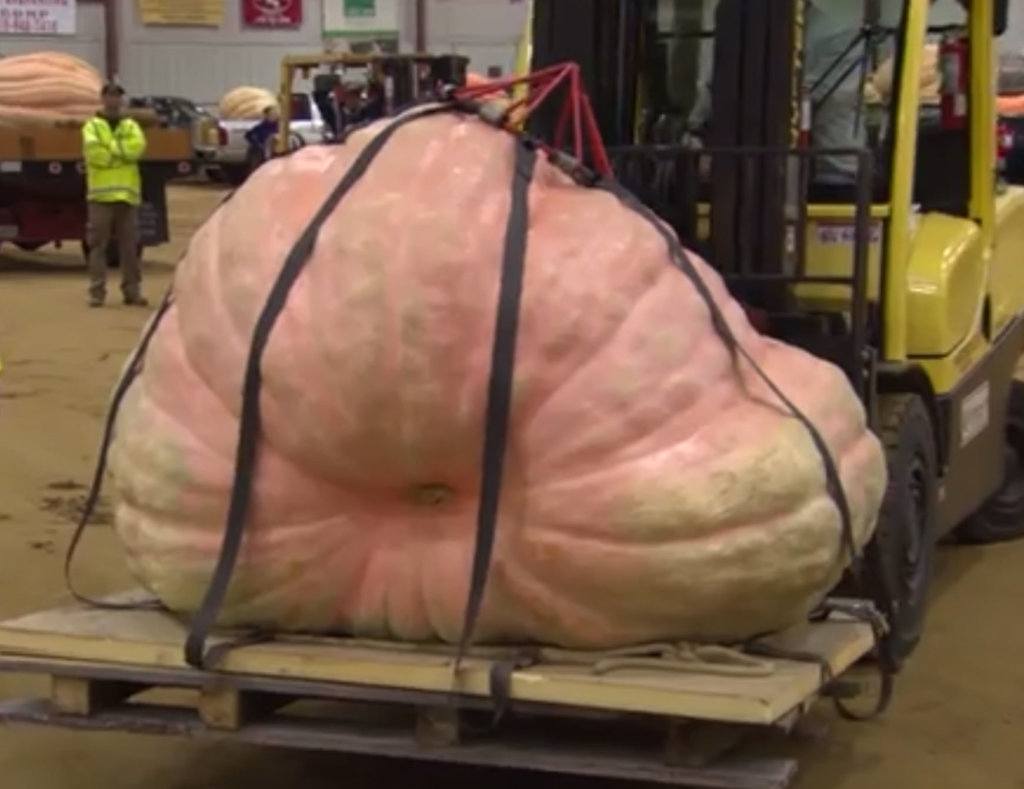 PUMPKIN