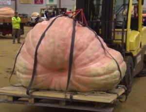 PUMPKIN