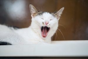 Yawning Sleepy White Cat On Window Sill