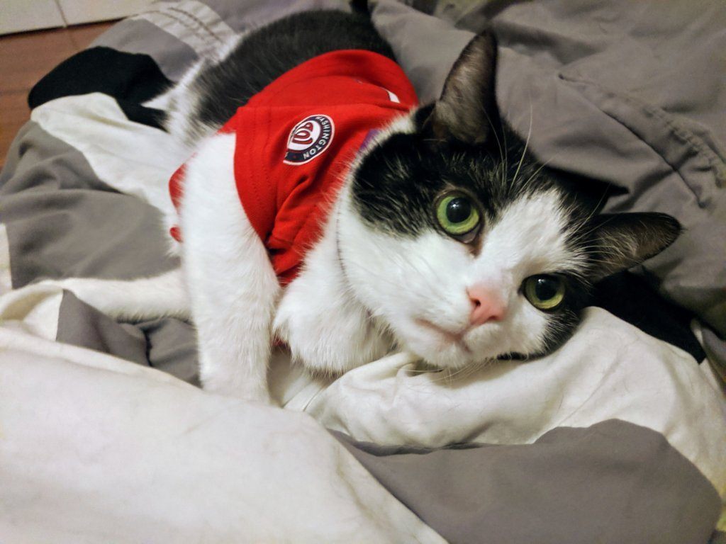 Patti Hinko writes: "Max is ready for the World Series (and ready to find his forever home). He is hoping his favorite Nat, Max Scherzer, can take home the Curly W! #Natitude"