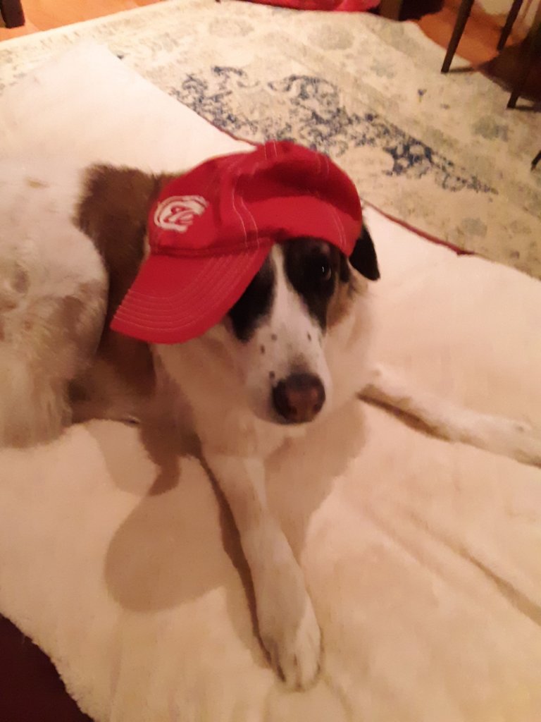 This pup is full of "Natitude."