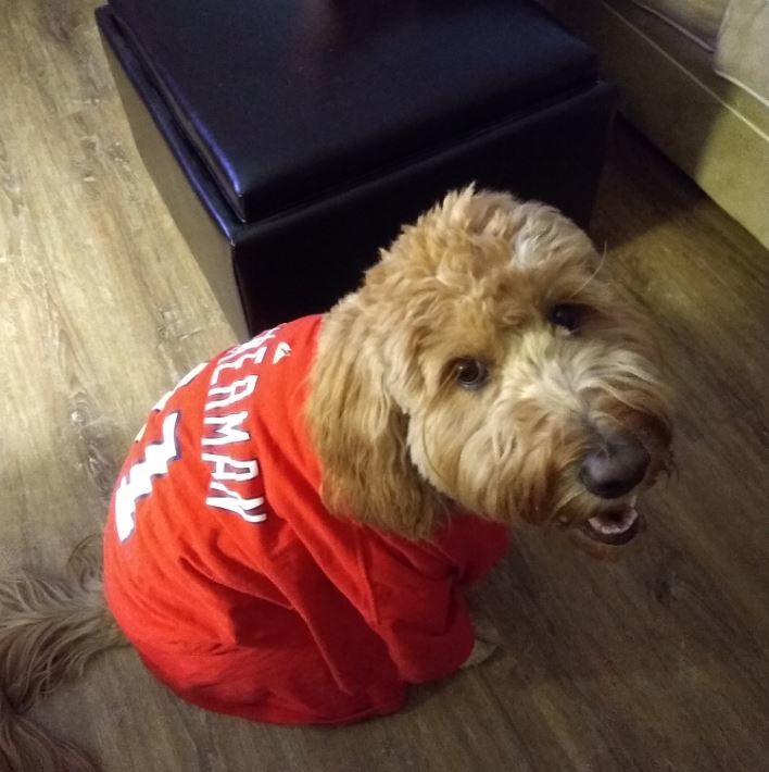 Goldendoodle Reilly, 3, is a lifetime Nats fan.