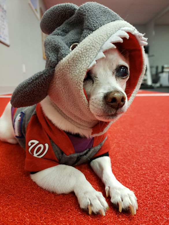 Beware of another land shark!