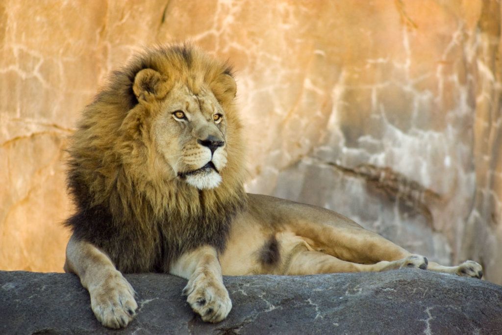 Male lion lying on concrete floor at sunset with orange wall