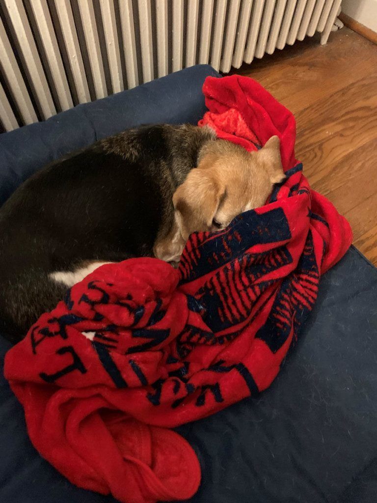 This pupper is pooped after staying up too late for that Curly W on Tuesday night.