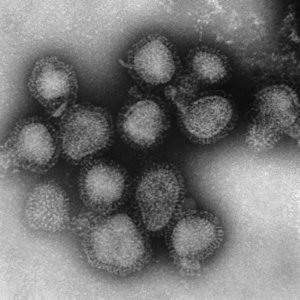 Flu Season