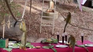 The Thanksgiving spread was laid out with flatware and glasses and all the trimmings.