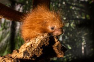 Porcupette