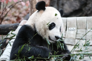 Bei Bei