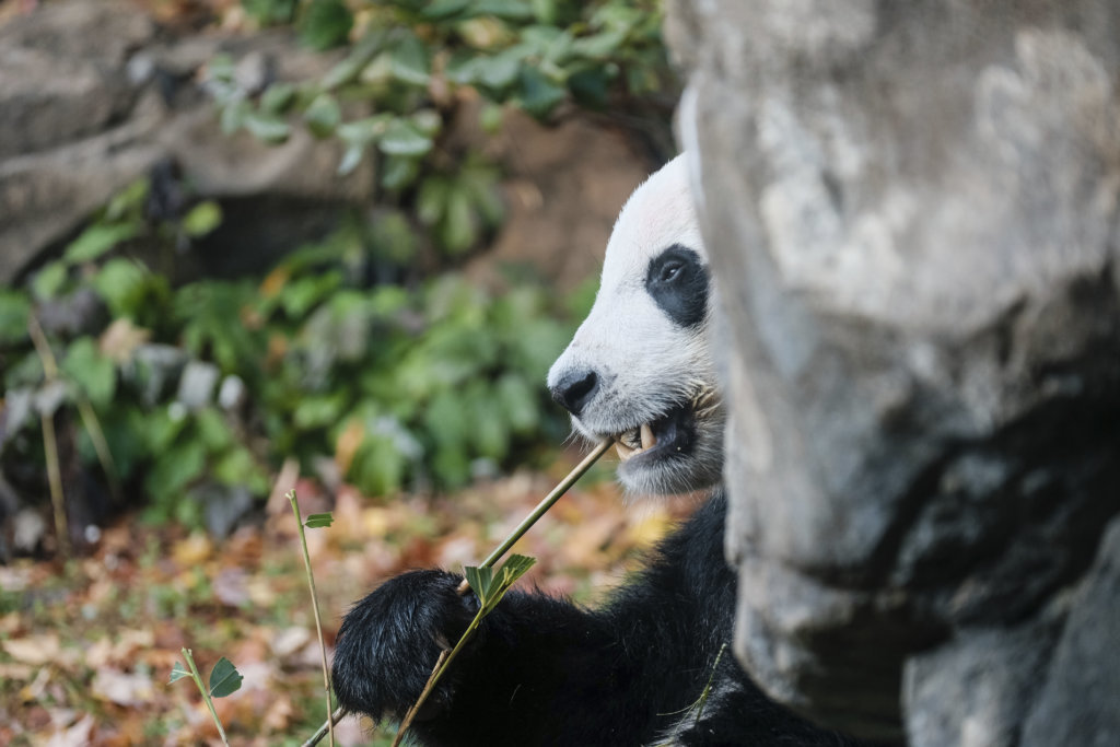 Giant panda Bei Bei eats bamboo at the David M. Rubenstein Family Giant Panda Habitat of the Smithsonian National Zoological Park before heading back to China, Tuesday, Nov 19, 2019, in Washington.