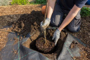 Gardener planting an apple tree on an allotment