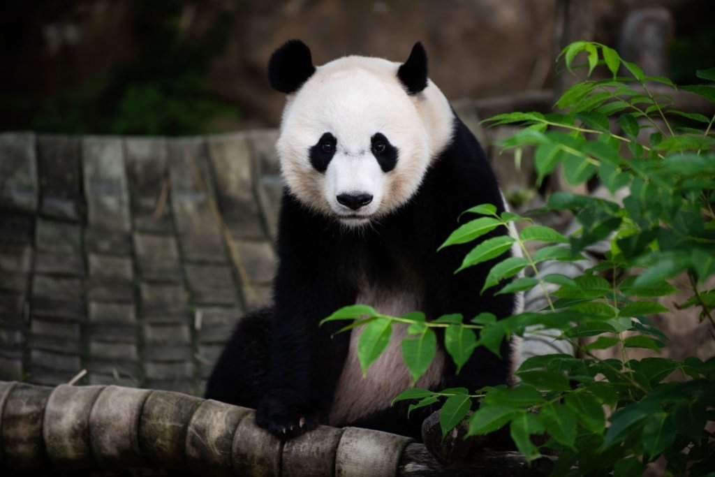 Bei Bei sits in a hammock.