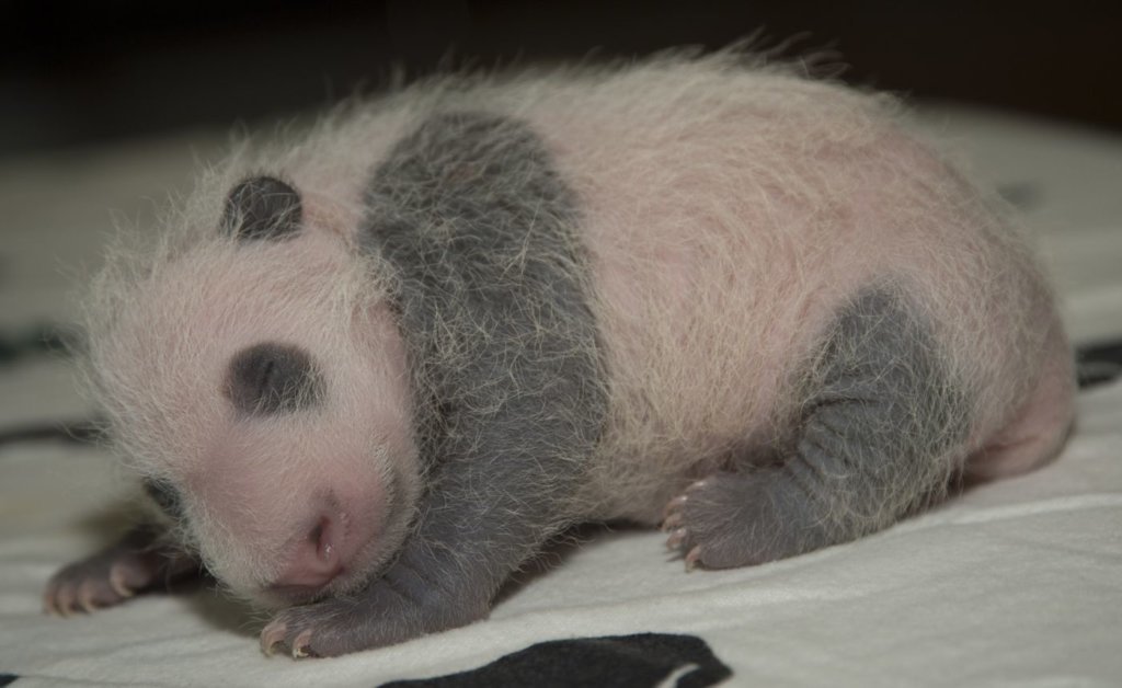 The Zoo released photos of Bei Bei when he was a baby.