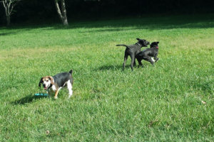 Dogs play at a dog park. (WTOP/Colleen Kelleher)