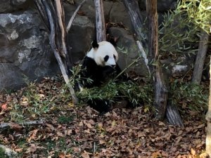 Panda4
