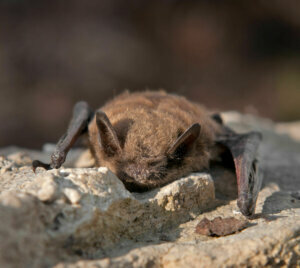 Little Brown Bat (Myotis lucifugus)