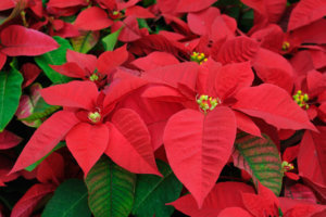Red poinsettia flowers closeup