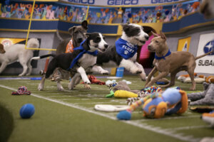 012820 puppy featured