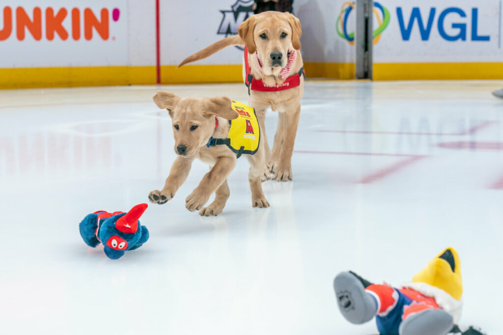 <p style="text-align: center;">Scout gets the jump on Captain in the battle for -- well, the dog equivalent of a rebound.</p>