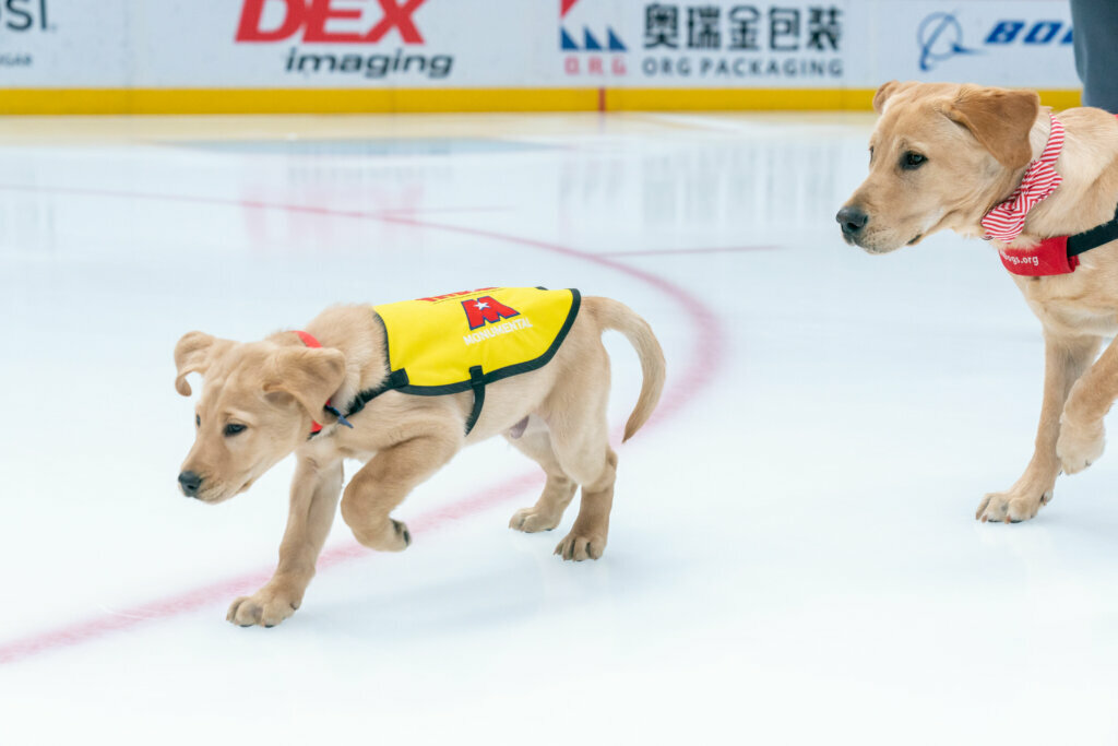 <p style="text-align: center;">Scout on the breakaway!</p>