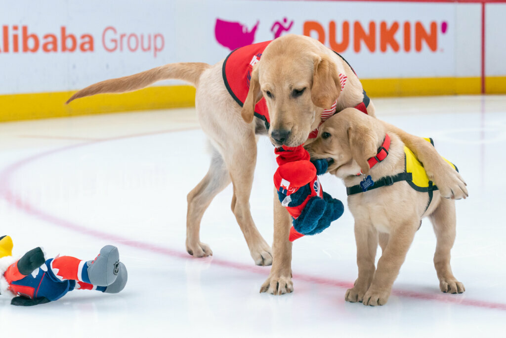 <p style="text-align: center;">Scout and Captain tussle at the Capital One Arena.</p>
