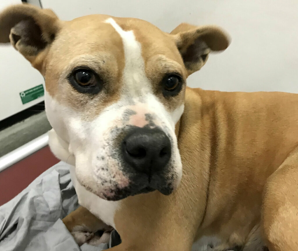 Darla, Pet of the Week for January 22, 2020 (Humane Rescue Alliance)