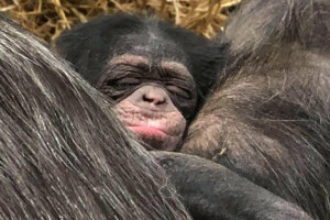 RavenBabyChimp1