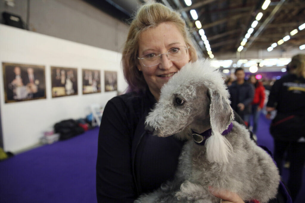 Valkyrie, a Bedlington terrier, and owner JoAnn Burtness of Louisburg, N.C., relax after competing in the Westminster Kennel Club's agility championship in New York on Saturday, Feb. 8, 2020.
