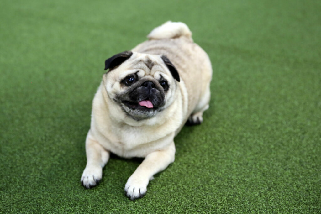 Niner, a pug, relaxes after competing in the Westminster Kennel Club's agility championship in New York on Saturday, Feb. 8, 2020. Handler Dan Webster of Minneapolis calls her "a supermodel pug who happens to do agility."