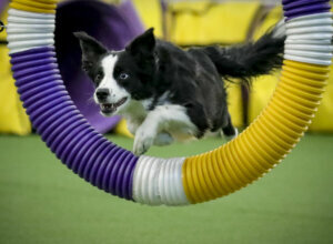 Pink Border Collie