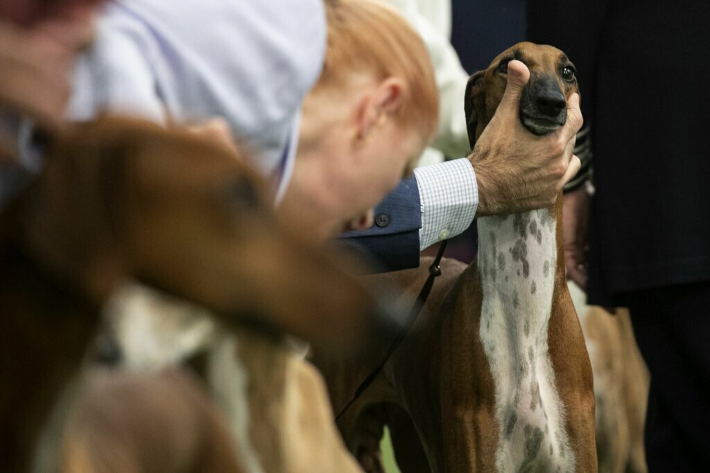 Azawakhs compete at the Westminster Kennel Club Dog Show on Sunday, Feb. 9, 2020, in New York. The Azawakh is a new breed to the Westminster show this year.