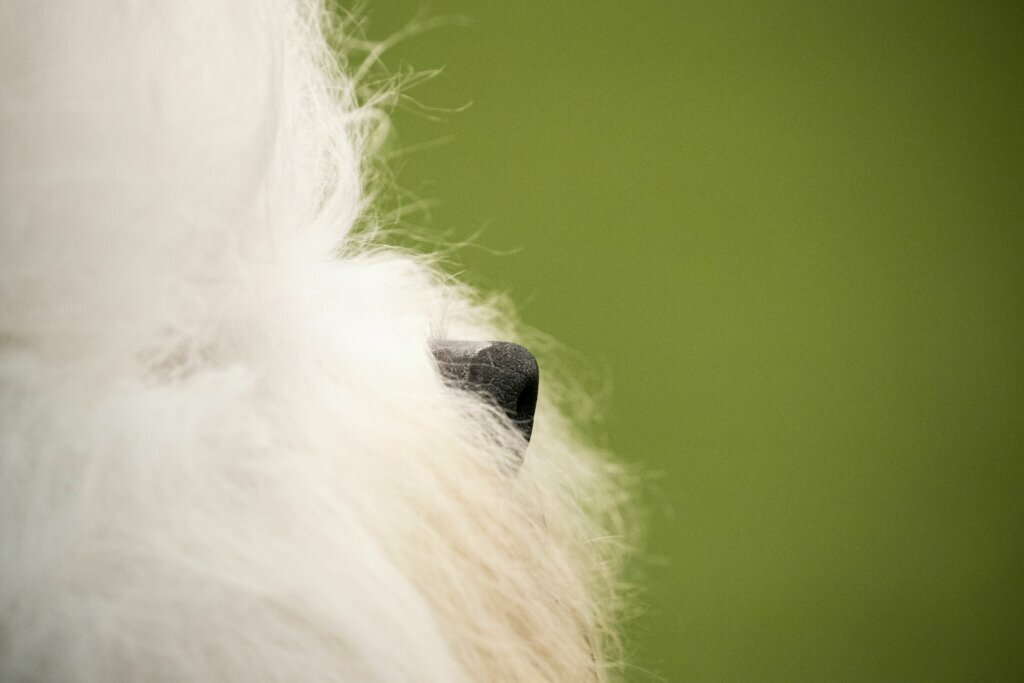 An old English sheepdog competes at the Westminster Kennel Club Dog Show on Sunday, Feb. 9, 2020, in New York.