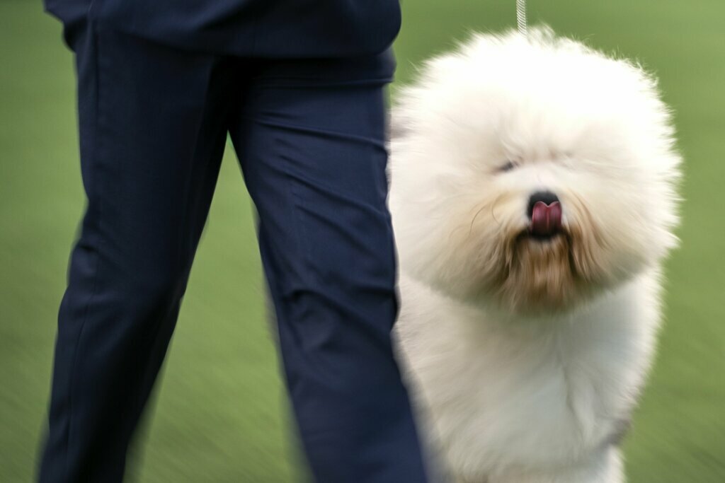 Old English sheepdogs compete at the Westminster Kennel Club Dog Show on Sunday, Feb. 9, 2020, in New York.