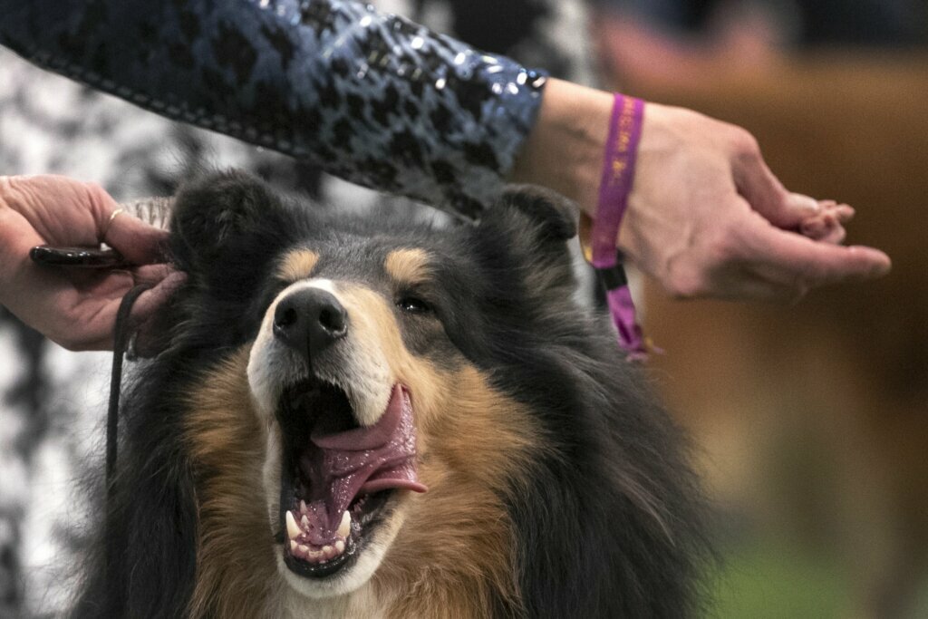 A Rough Collie competes at the Westminster Kennel Club Dog Show on Sunday, Feb. 9, 2020, in New York.
