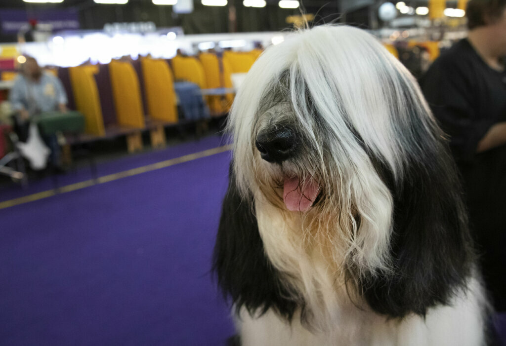 Baker, a Tibetan Terrier, is ready to compete in the 144th Westminster Kennel Club dog show, Monday, Feb. 10, 2020, in New York.