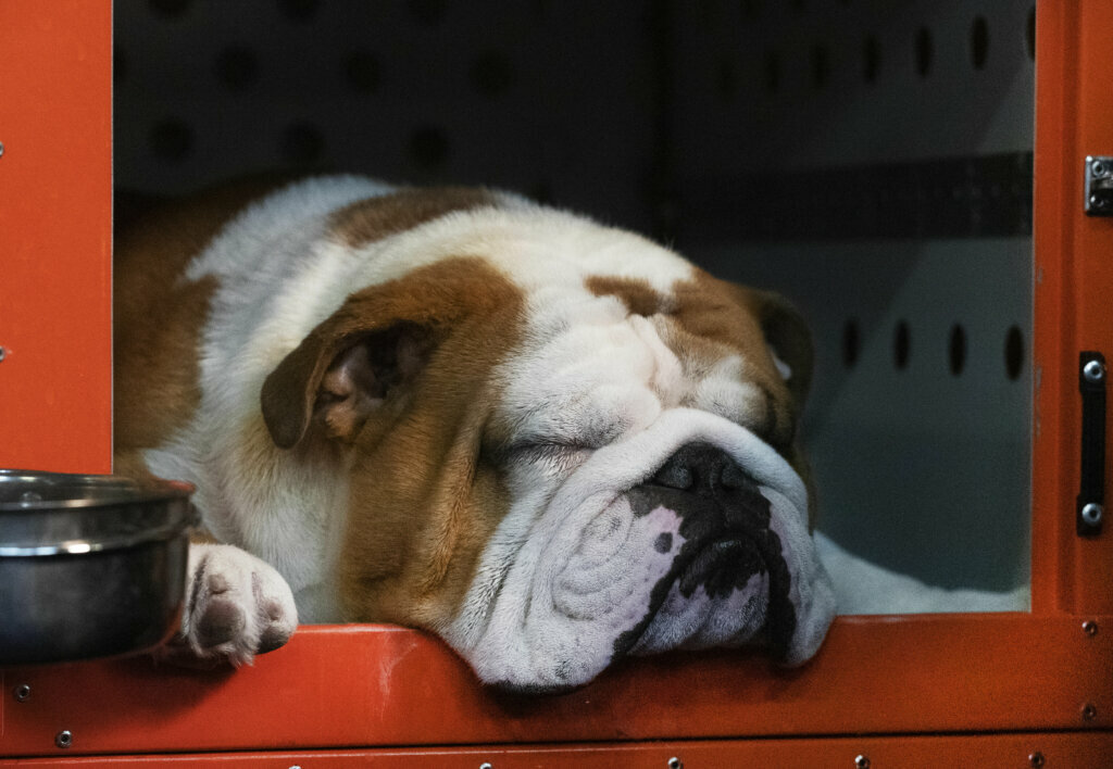 Thor the bulldog naps before competition at the 144th Westminster Kennel Club dog show, Monday, Feb. 10, 2020, in New York. Thor most recently won the Kennel Club of Philadelphia's National Dog Show in November 2019.