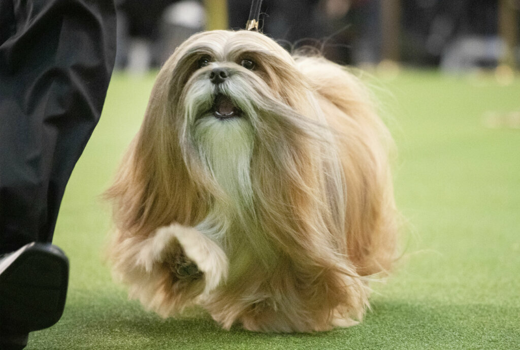 A Lhasa Apso competes during the 144th Westminster Kennel Club dog show, Monday, Feb. 10, 2020, in New York.