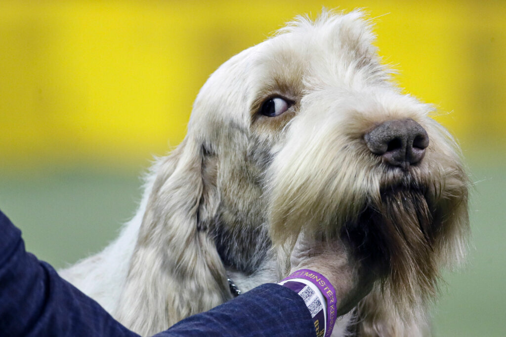 A Spinone Italiano competes during 144th Westminster Kennel Club dog show, Tuesday, Feb. 11, 2020, in New York