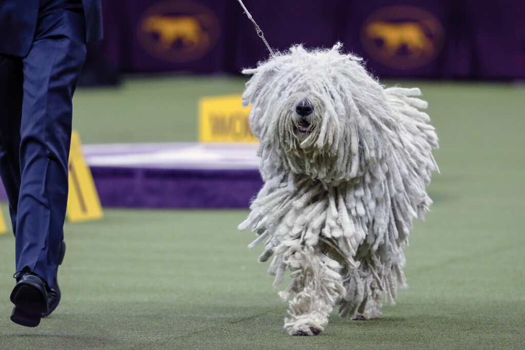 A komondor competes during 144th Westminster Kennel Club dog show, Tuesday, Feb. 11, 2020, in New York.