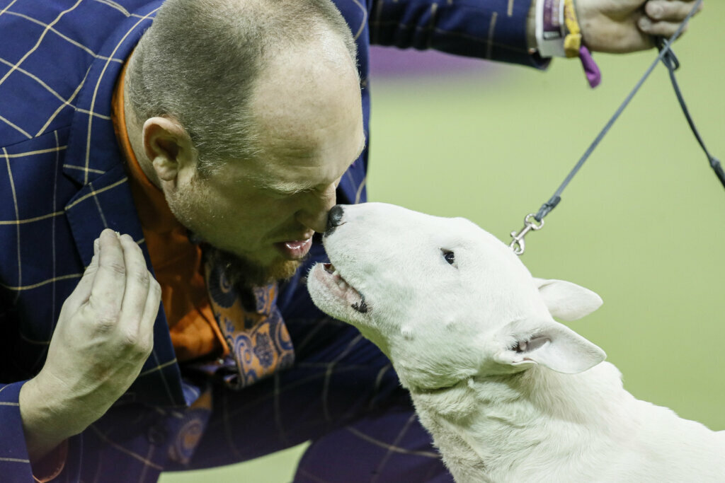 A miniature bull terrier competes during 144th Westminster Kennel Club dog show, Tuesday, Feb. 11, 2020, in New York.