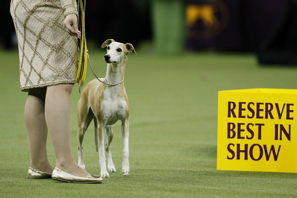 Bourbon, the whippet, wins second place in the Best in Show competition during the 144th Westminster Kennel Club dog show, Tuesday, Feb. 11, 2020, in New York.