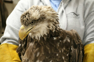 Bald Eagle